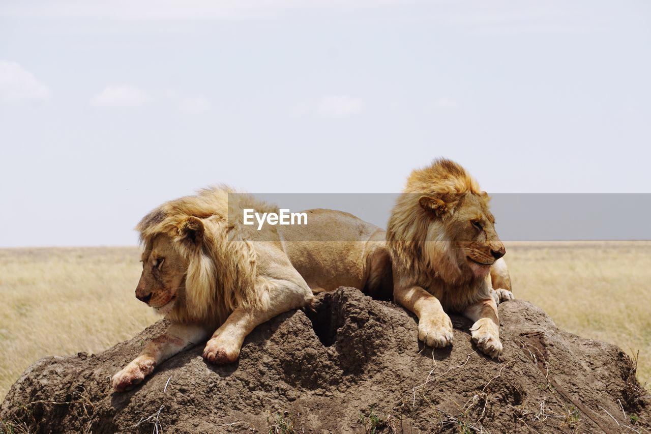 Lions relaxing on sand against sky