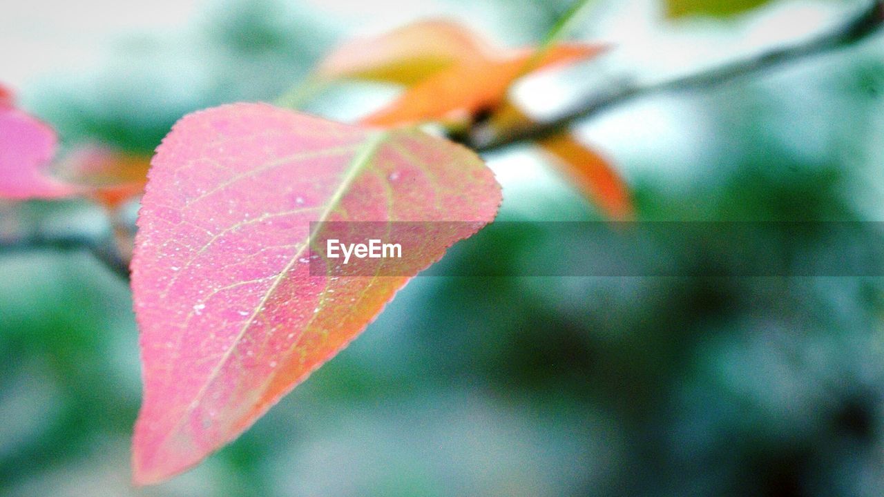 CLOSE-UP OF RED LEAVES ON PLANT