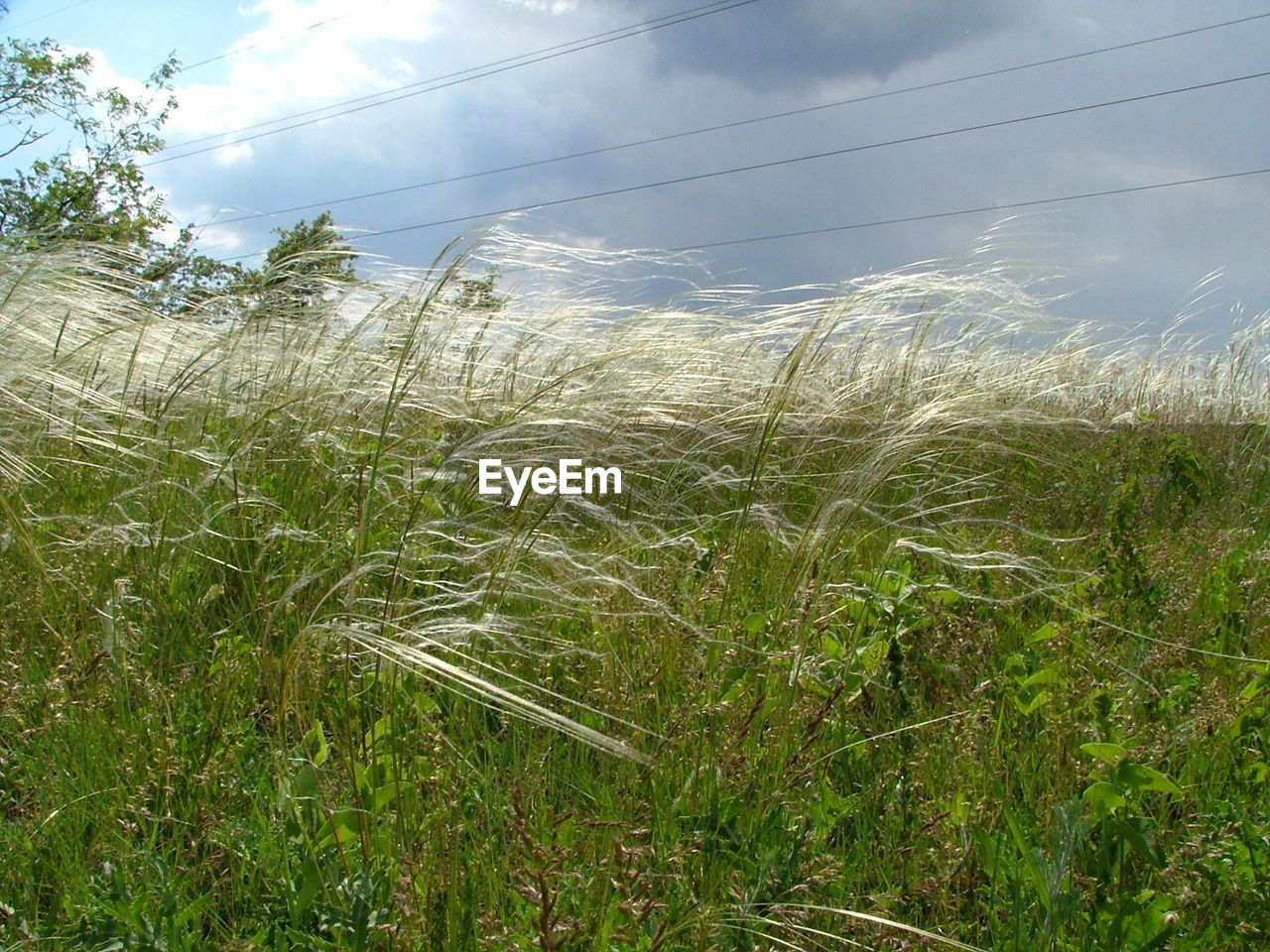 CLOSE-UP OF GRASS GROWING AGAINST SKY