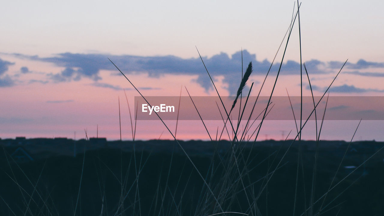 CLOSE-UP OF GRASS AT SUNSET