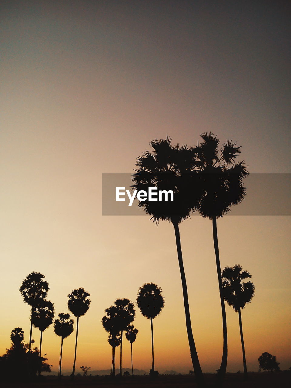 SILHOUETTE OF PALM TREES AGAINST SKY DURING SUNSET