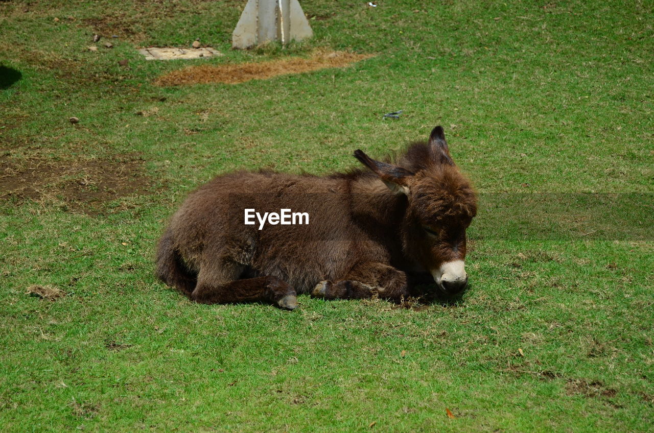 Donkey in a field