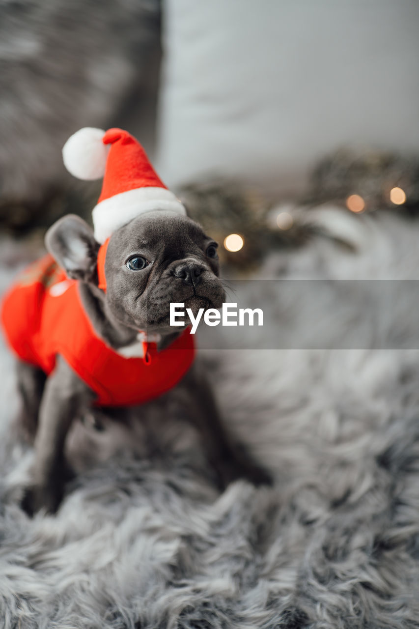 close-up portrait of dog