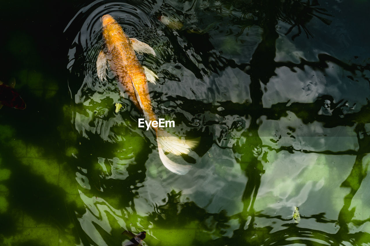 Rare fish in water top view. calm background