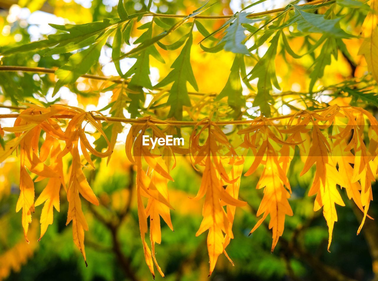 CLOSE-UP OF YELLOW FLOWERING PLANT DURING AUTUMN