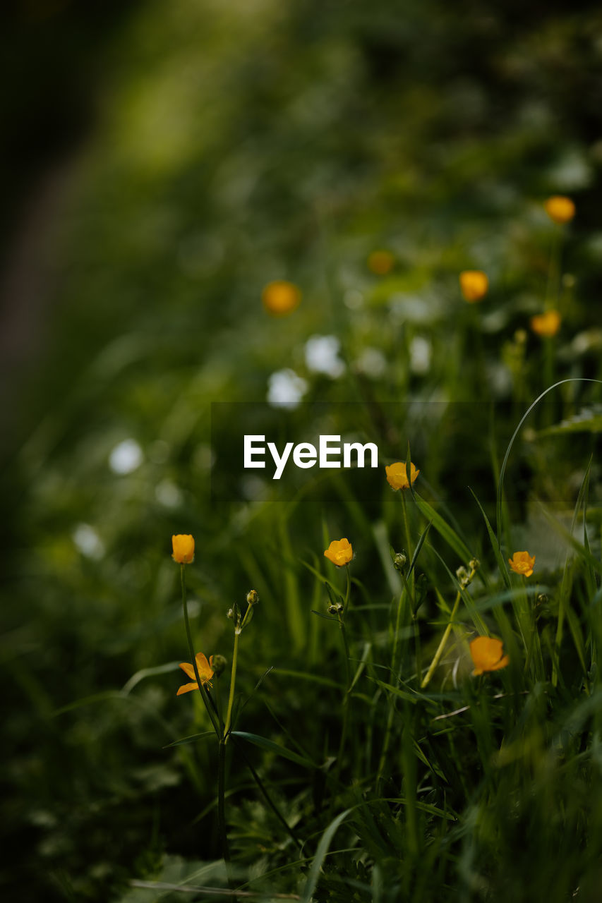 Close-up of yellow flowering plants on field