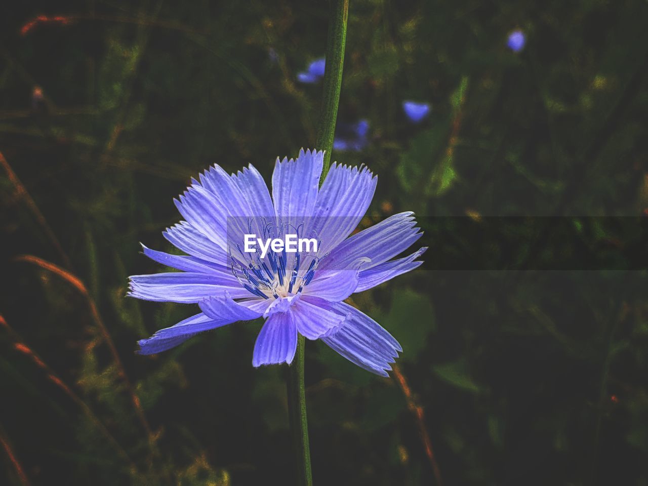 CLOSE-UP OF PURPLE FLOWER AGAINST BLUE SKY