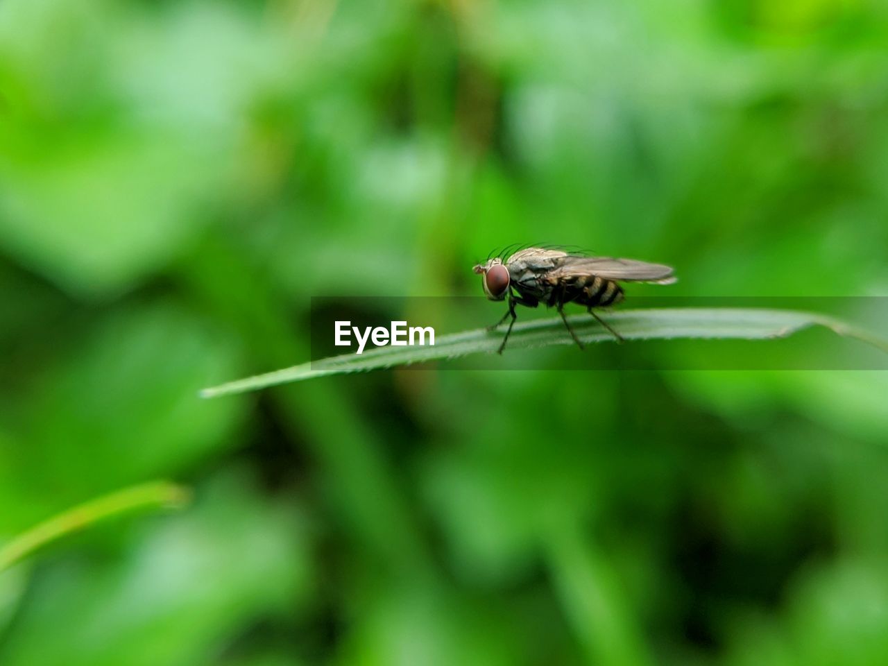 animal themes, animal wildlife, animal, insect, wildlife, one animal, green, close-up, nature, macro photography, plant, animal wing, no people, focus on foreground, grass, animal body part, outdoors, macro, beauty in nature, flower, day, plant part, dragonflies and damseflies, leaf, fly, dragonfly, selective focus, full length