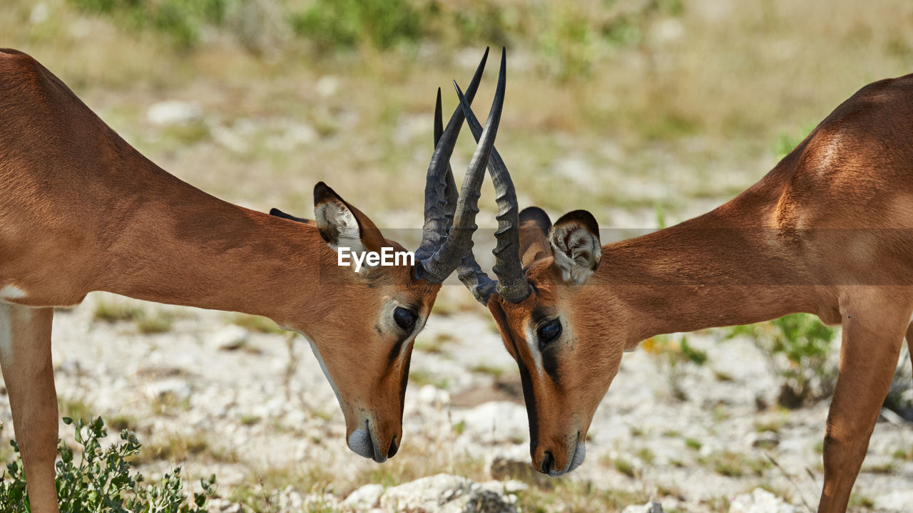 CLOSE-UP OF TWO HORSES