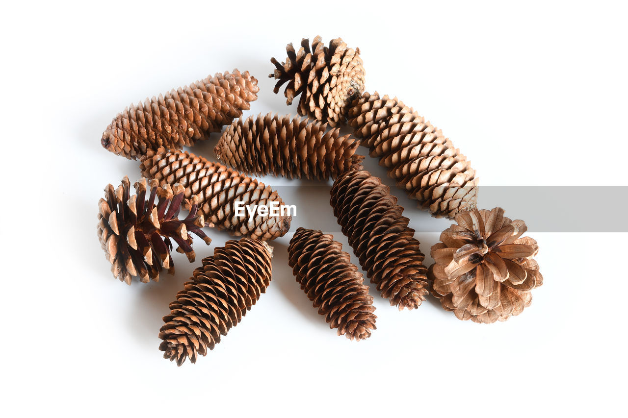 HIGH ANGLE VIEW OF DRIED PINE CONE AGAINST WHITE BACKGROUND