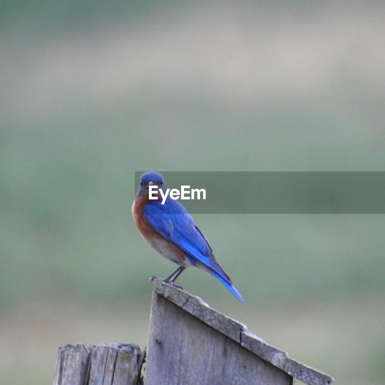 CLOSE-UP OF BLUE BIRD PERCHING ON WOODEN POST