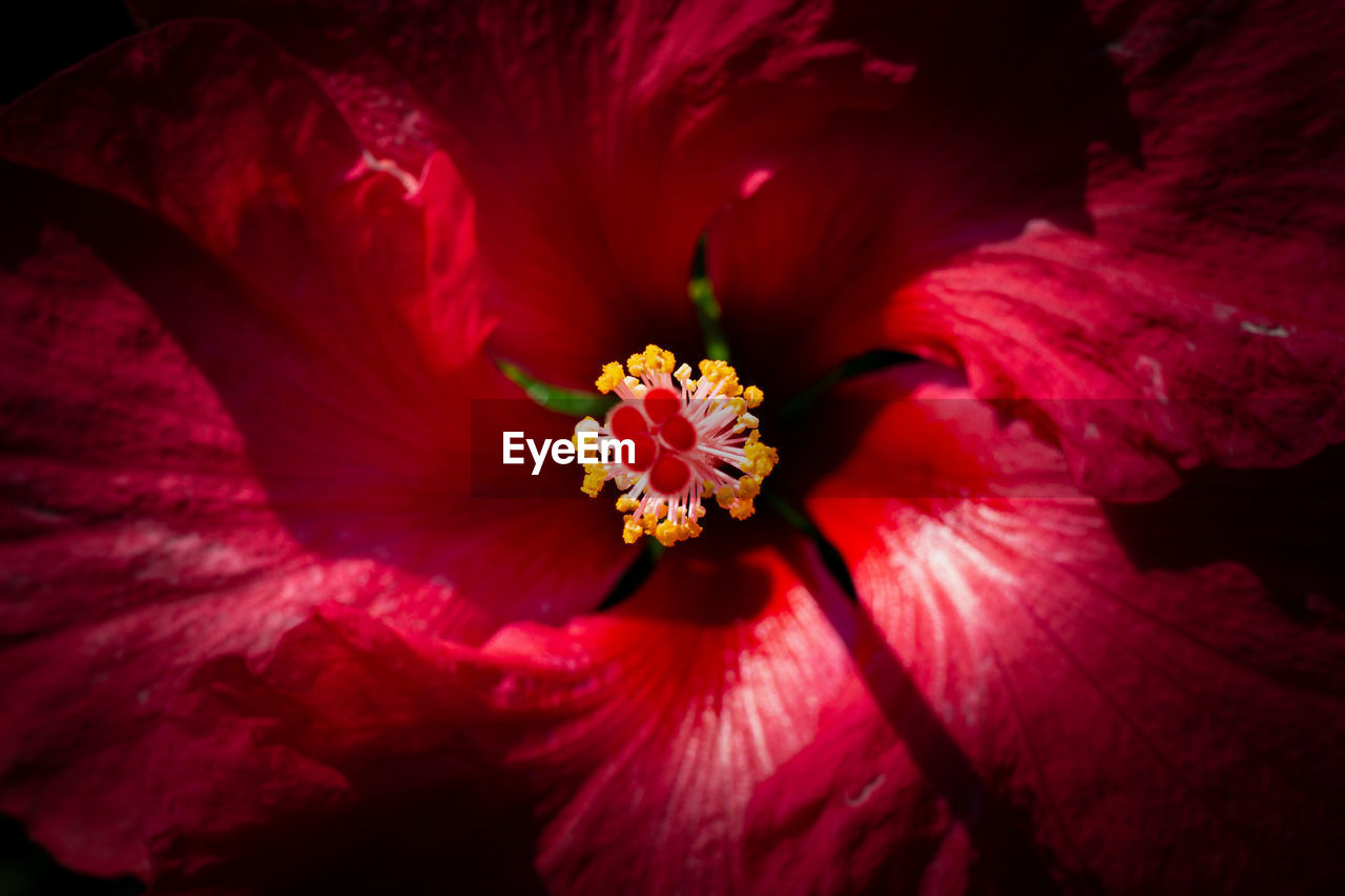 FULL FRAME SHOT OF PINK HIBISCUS