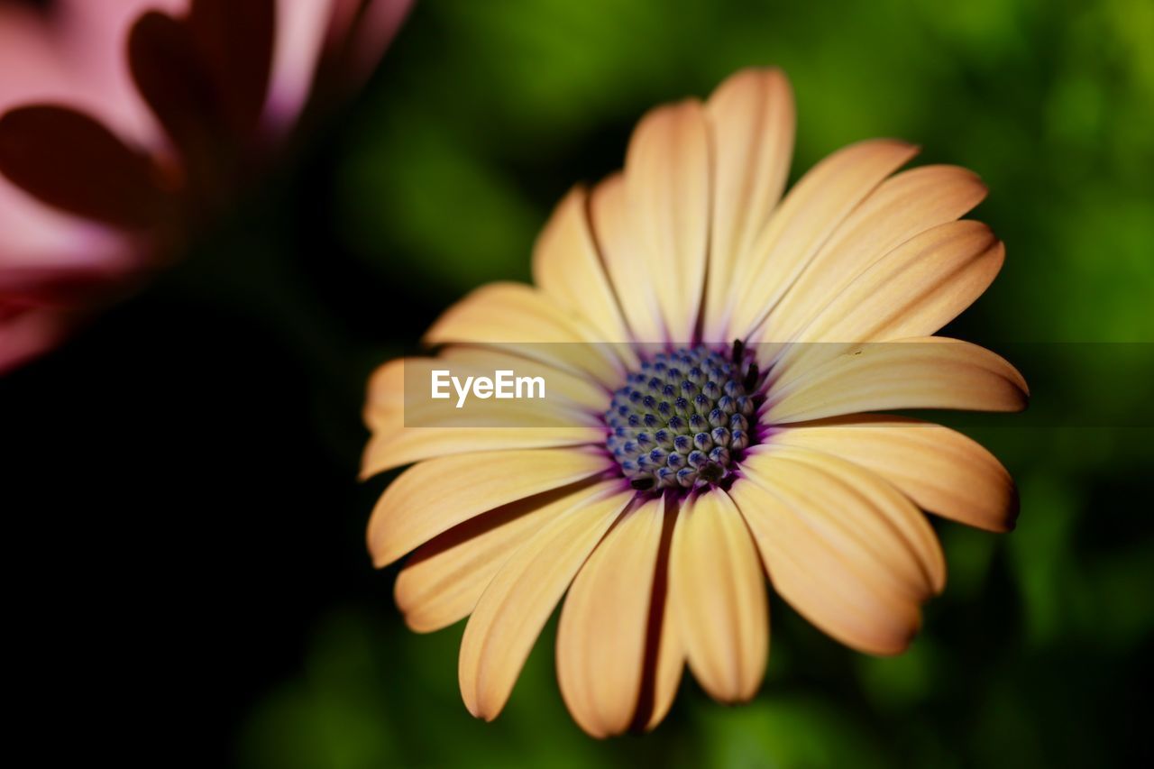 CLOSE-UP OF FRESH FLOWER