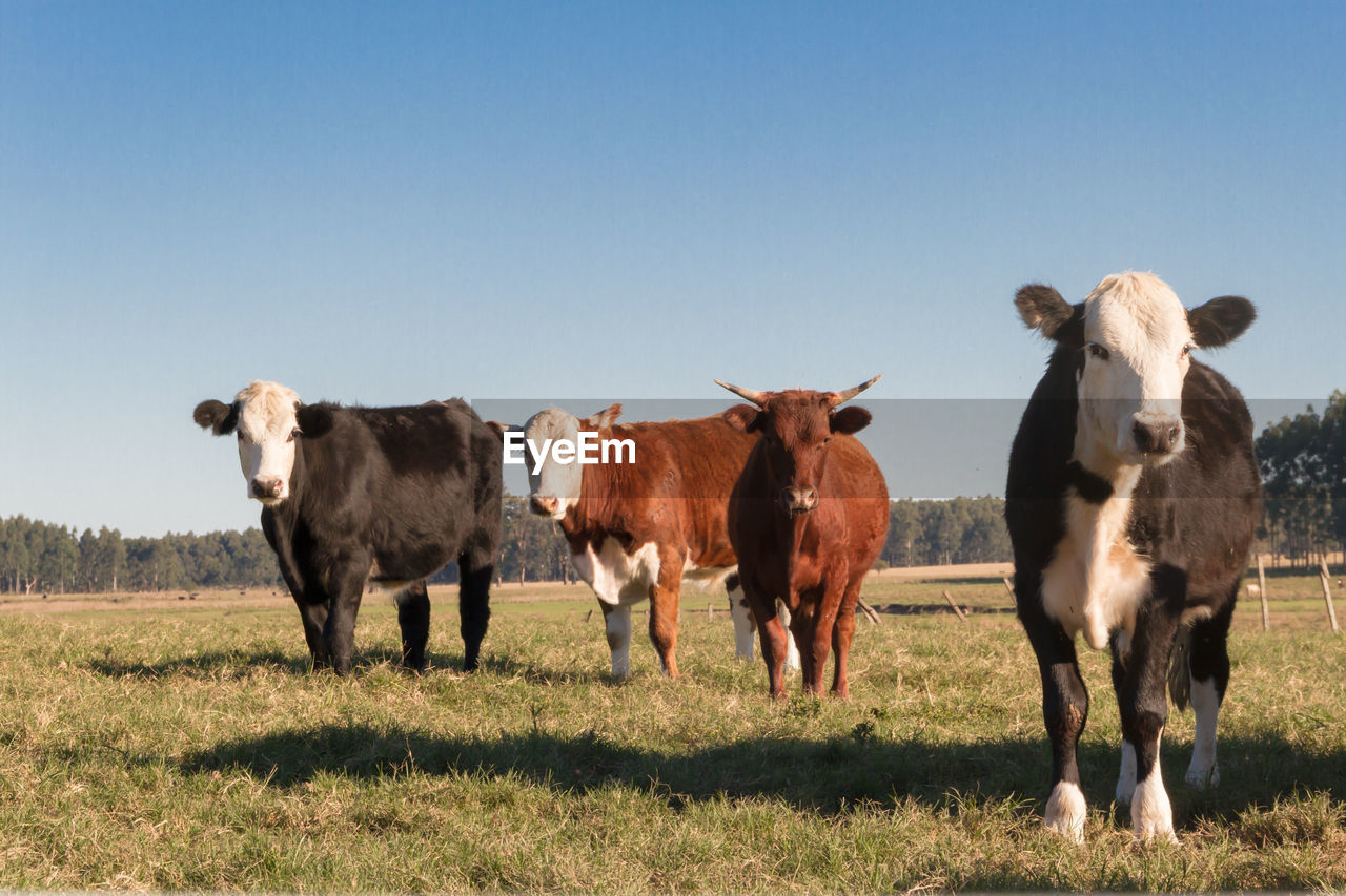 COWS STANDING IN FIELD