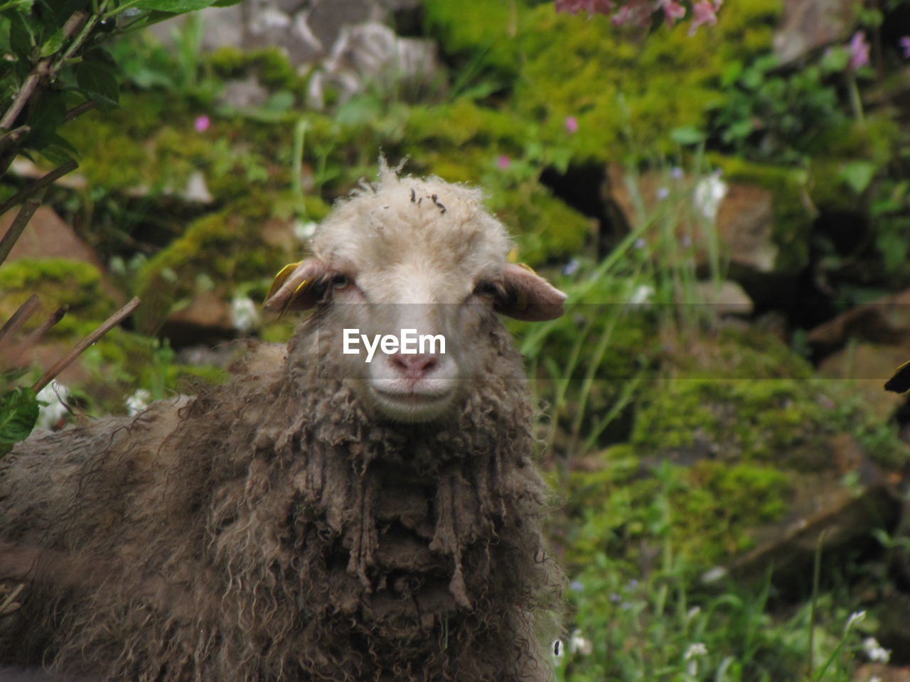 Close-up portrait of an animal on field