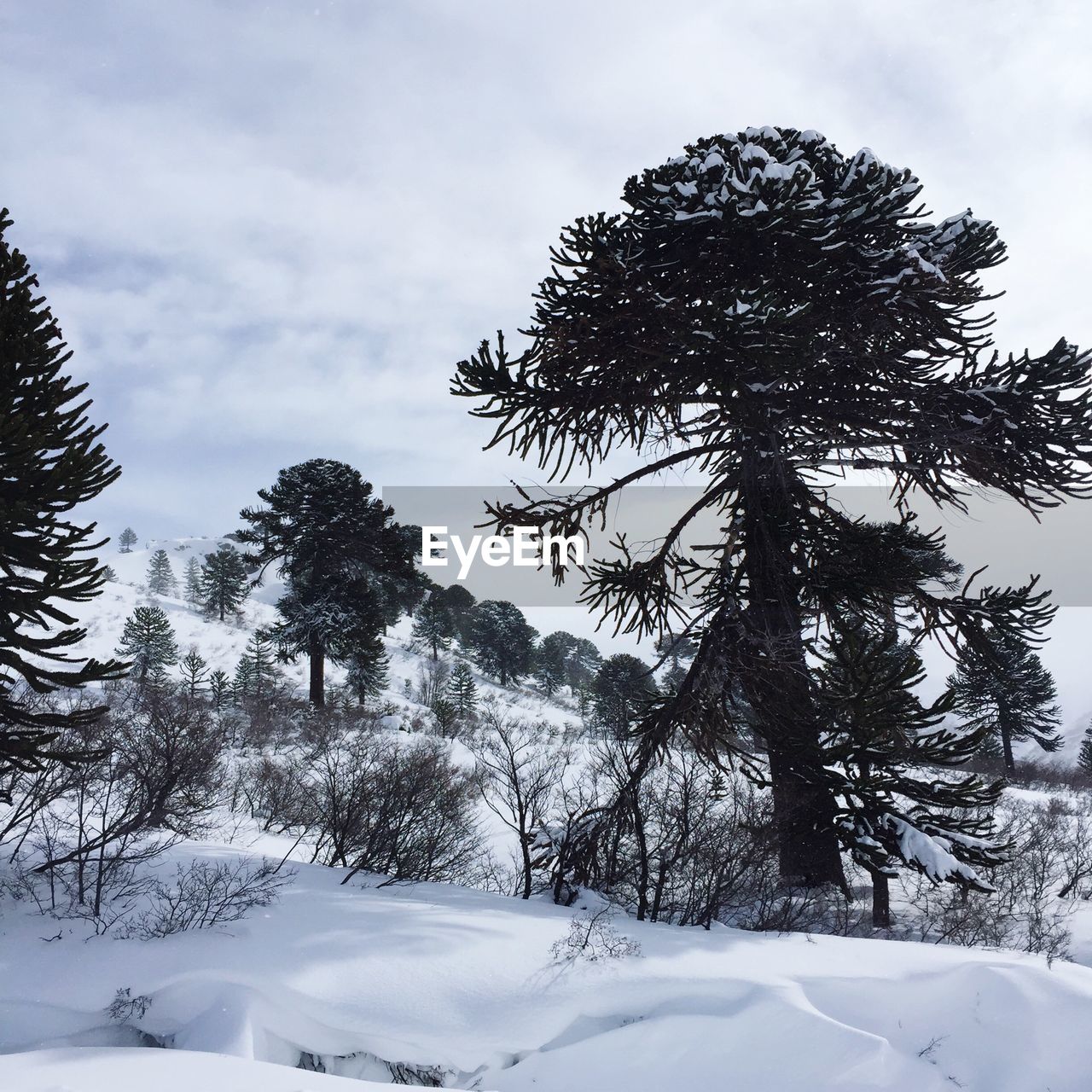 Trees against sky during winter