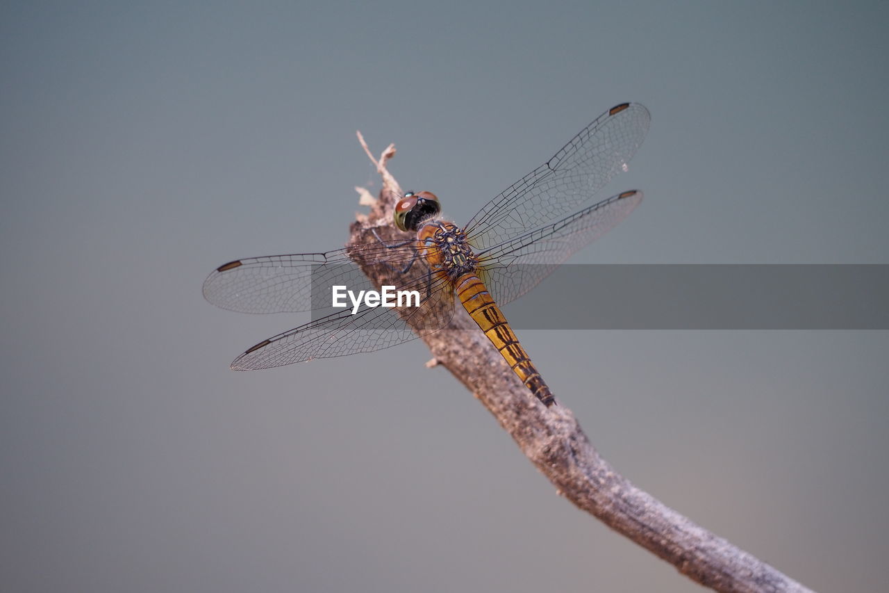 CLOSE-UP OF DRAGONFLY