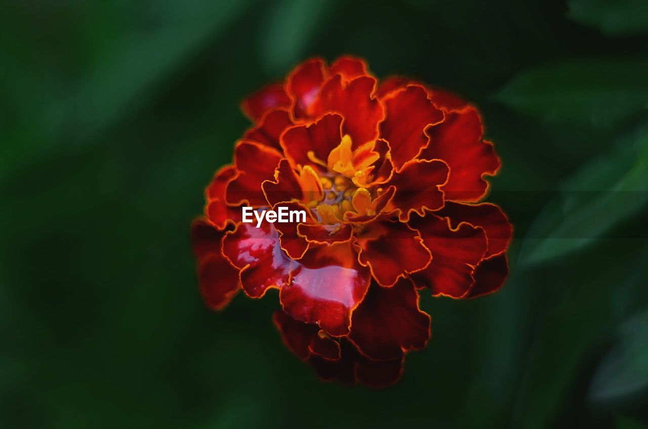 Close-up of red flower blooming outdoors