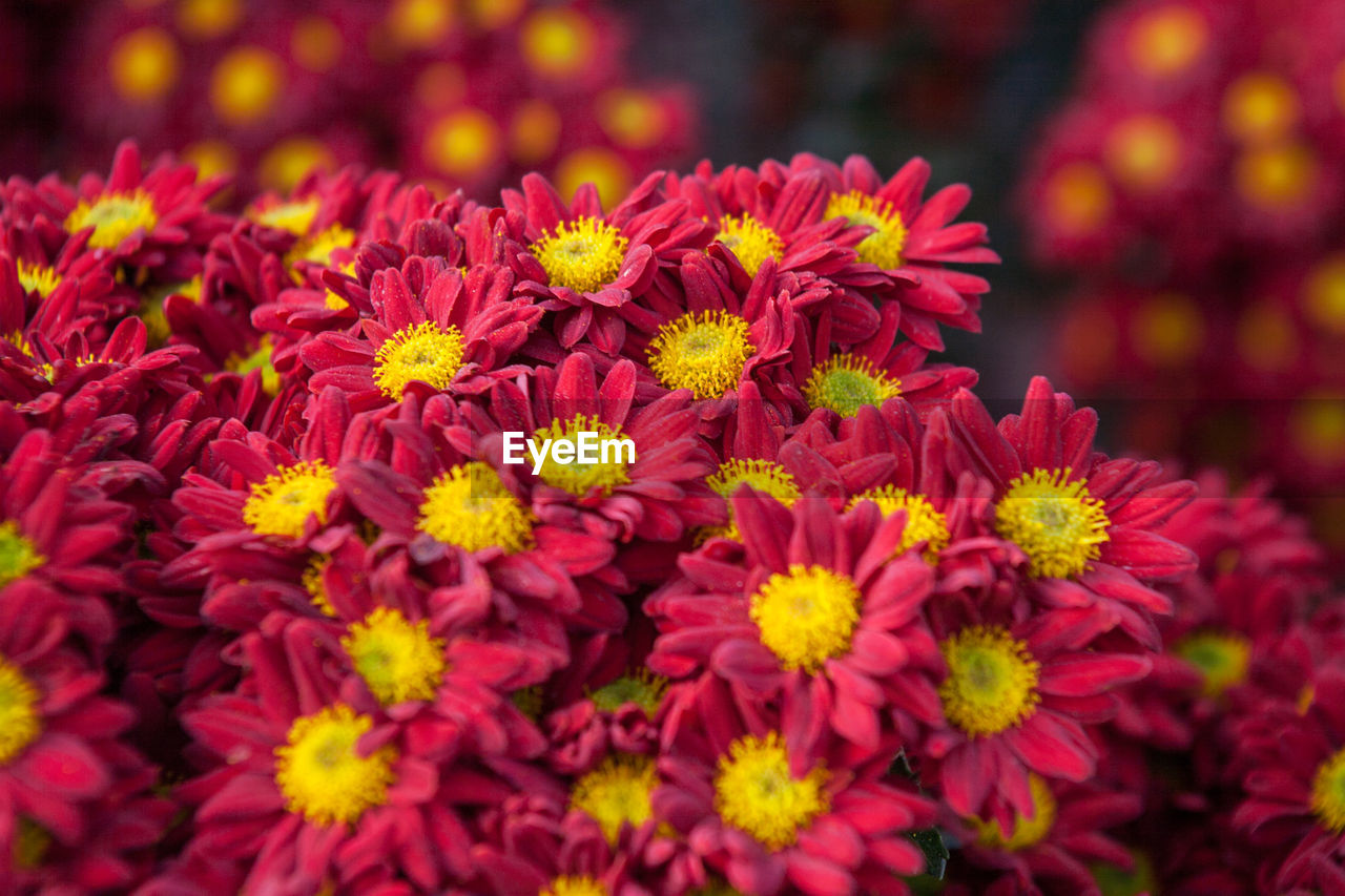 CLOSE-UP OF FLOWERS BLOOMING OUTDOORS