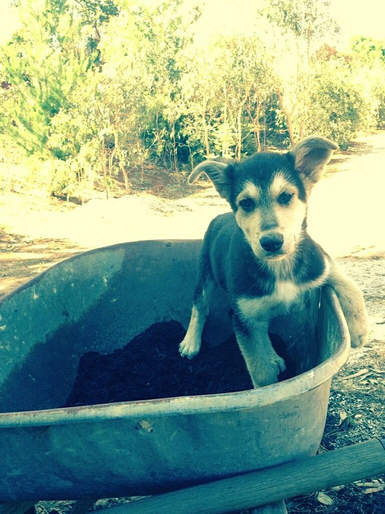 DOG LOOKING UP