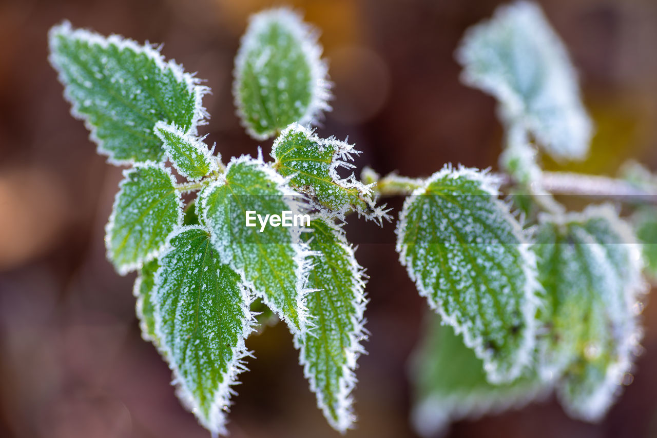 CLOSE-UP OF FROZEN PLANT