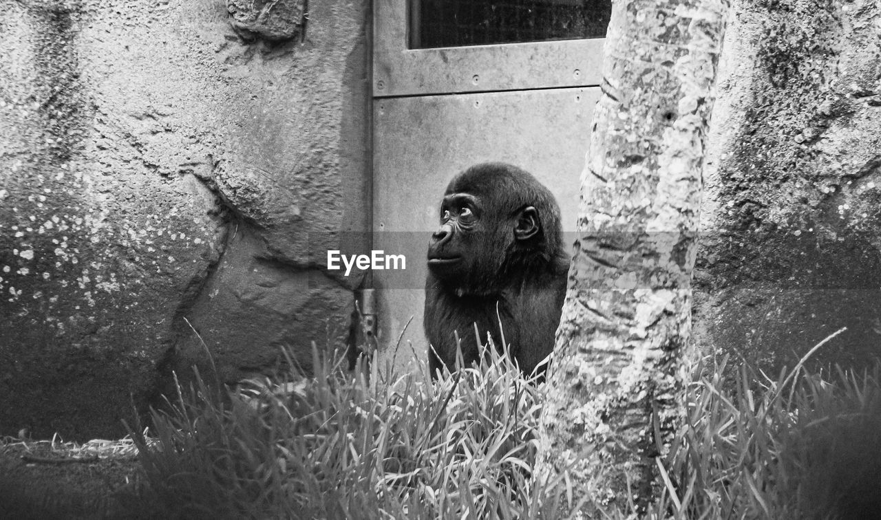 MONKEY LOOKING AWAY ON WALL