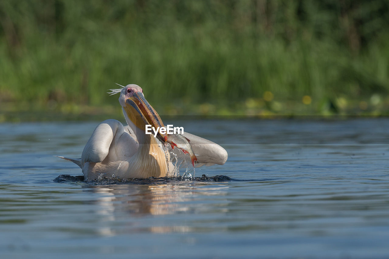 CLOSE-UP OF SWAN IN WATER