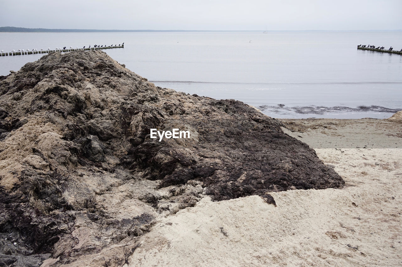Smelly rotting algae at baltic sea beach in summer