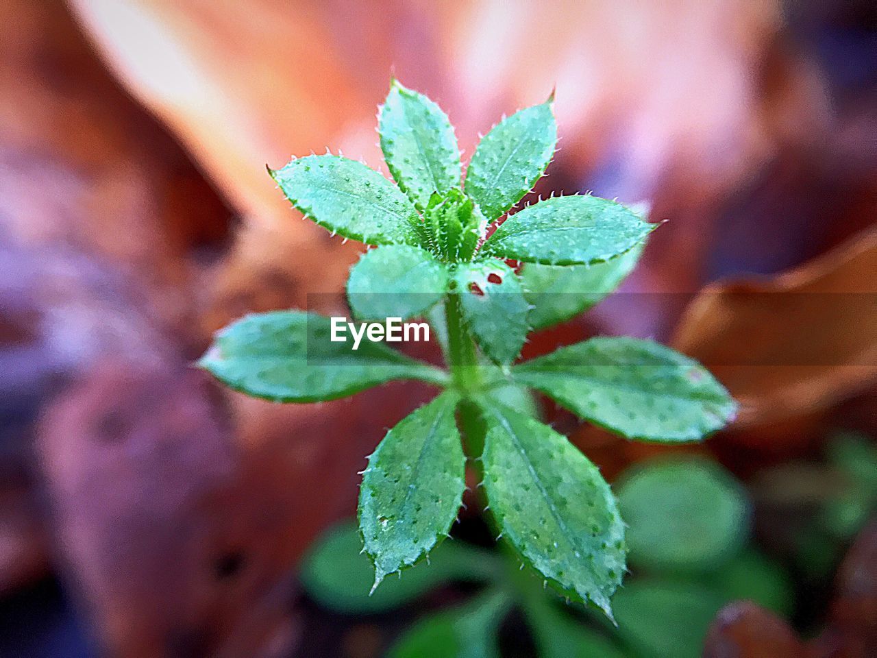 HIGH ANGLE VIEW OF PLANT LEAVES