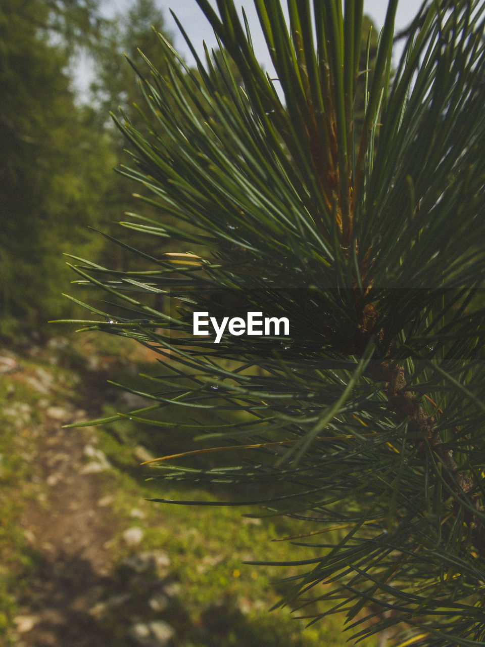 CLOSE-UP OF PINE TREES ON FIELD