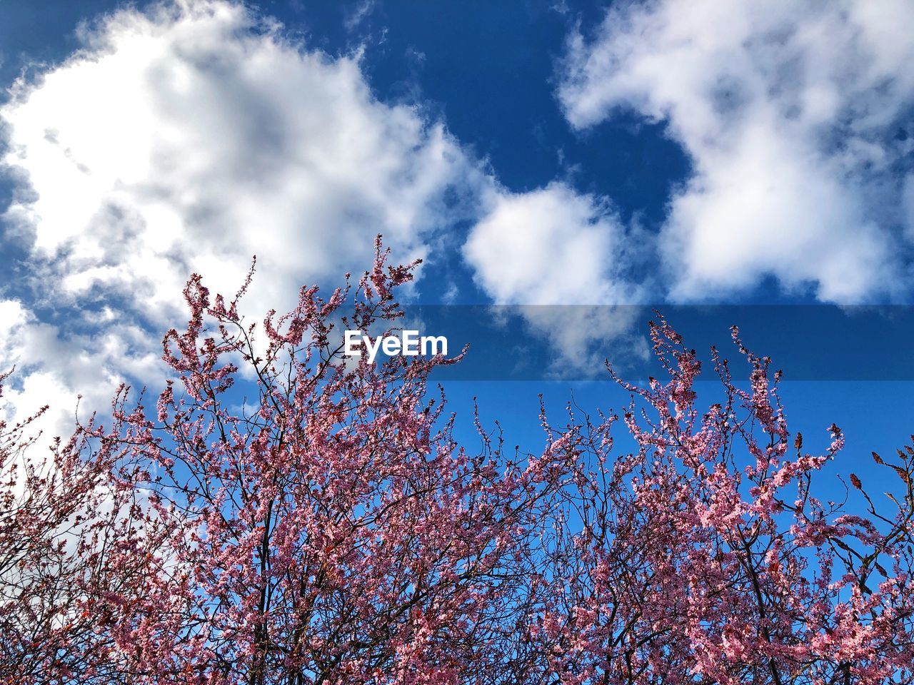 Low angle view of tree blossom against sky