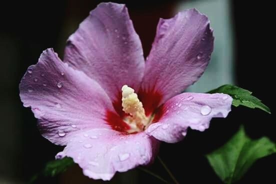 CLOSE-UP OF WATER DROPS ON PINK FLOWERS