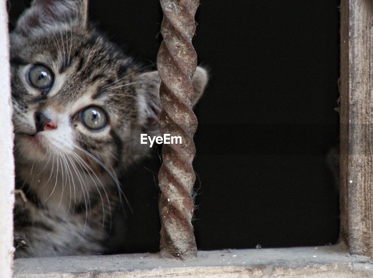 Close-up portrait of a cat