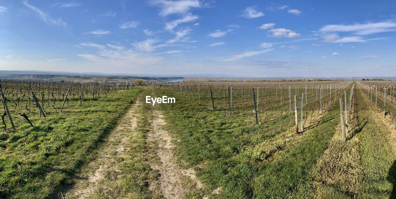 SCENIC VIEW OF FARM AGAINST SKY