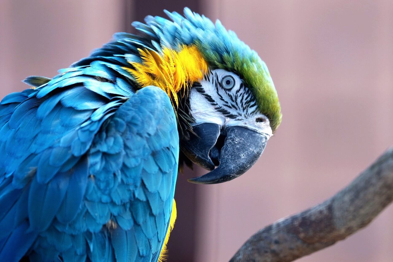 Close-up of blue parrot perching on branch