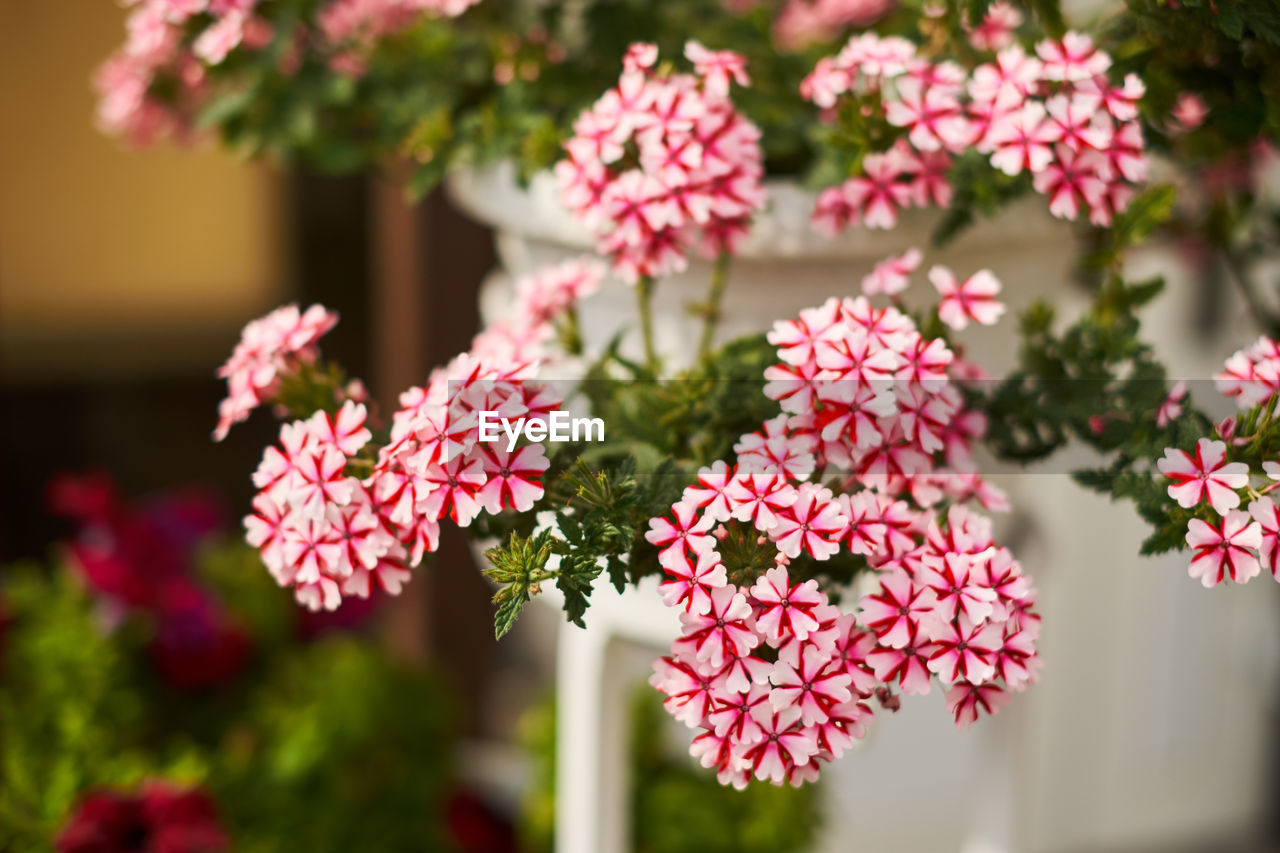 CLOSE-UP OF RED FLOWERING PLANT