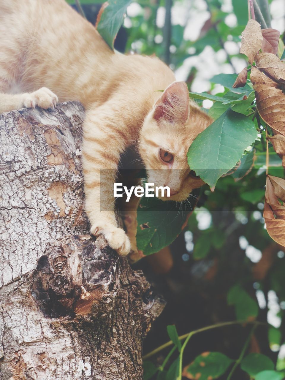 View of a cat on tree trunk