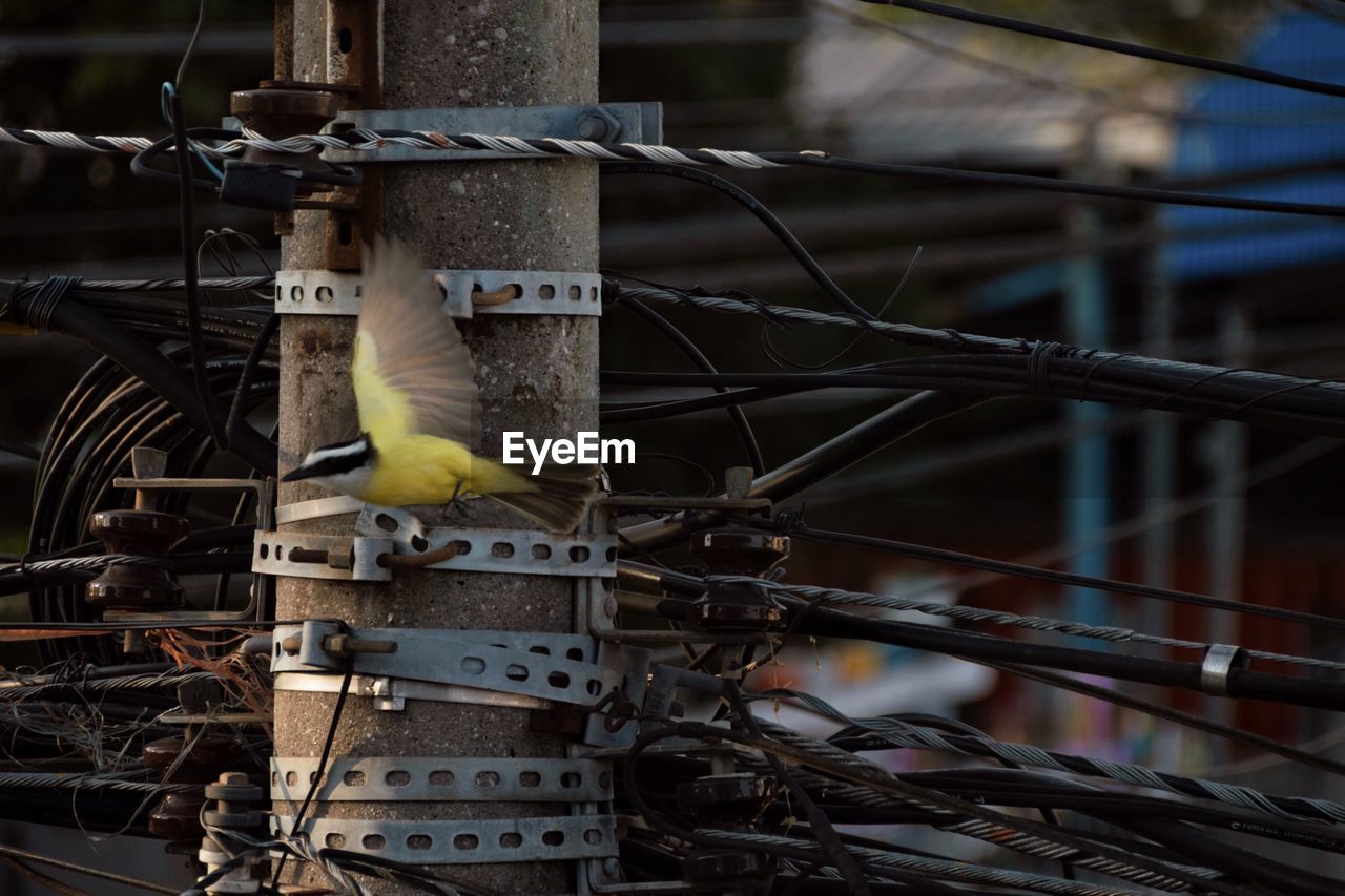 CLOSE-UP OF BIRD PERCHING ON METAL CABLE