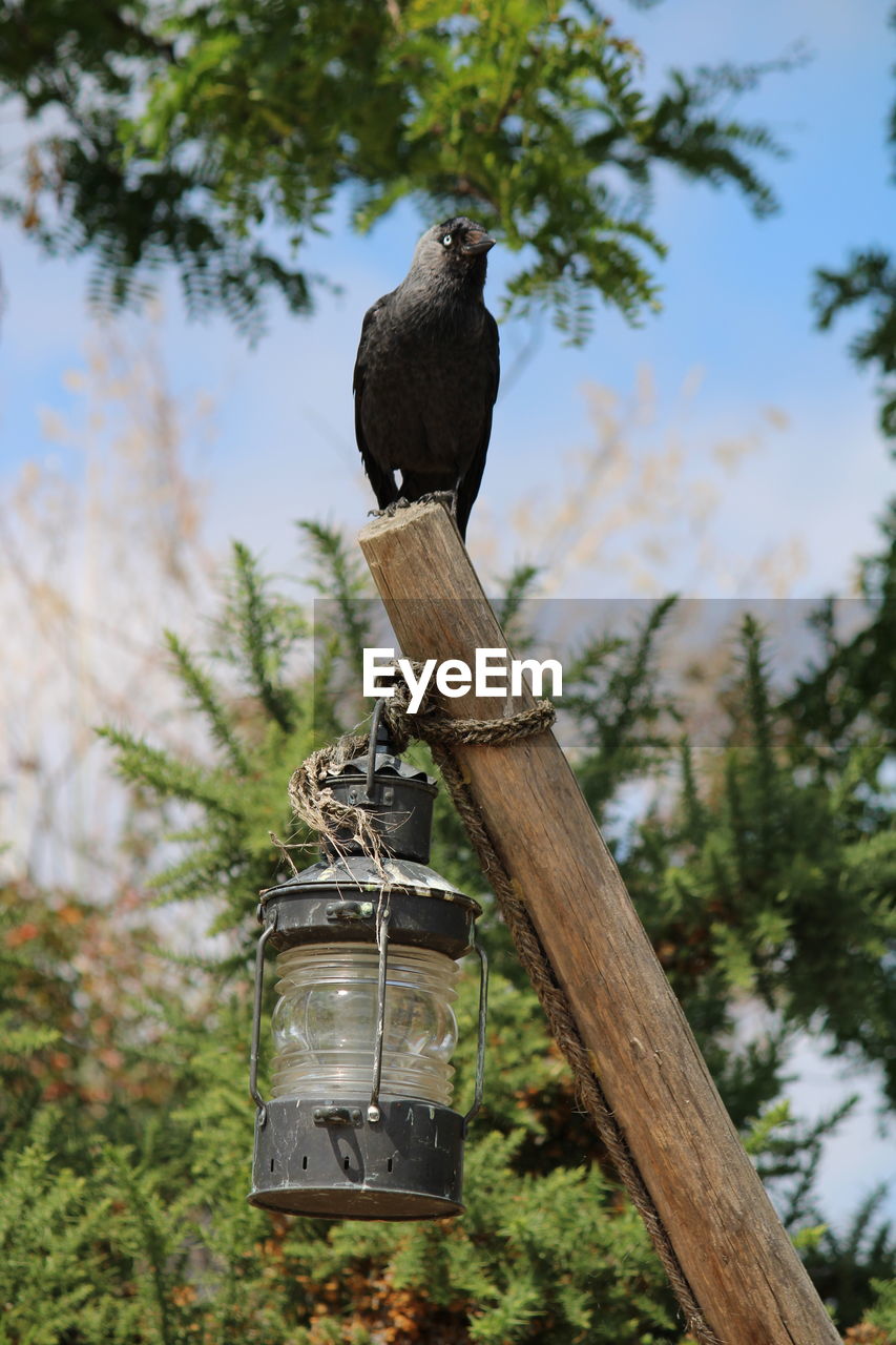 LOW ANGLE VIEW OF BIRD PERCHING ON WOODEN POST AGAINST TREE