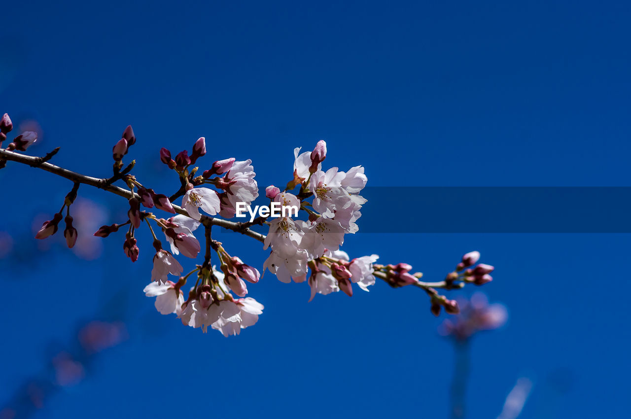 CLOSE-UP OF CHERRY BLOSSOM AGAINST BLUE SKY