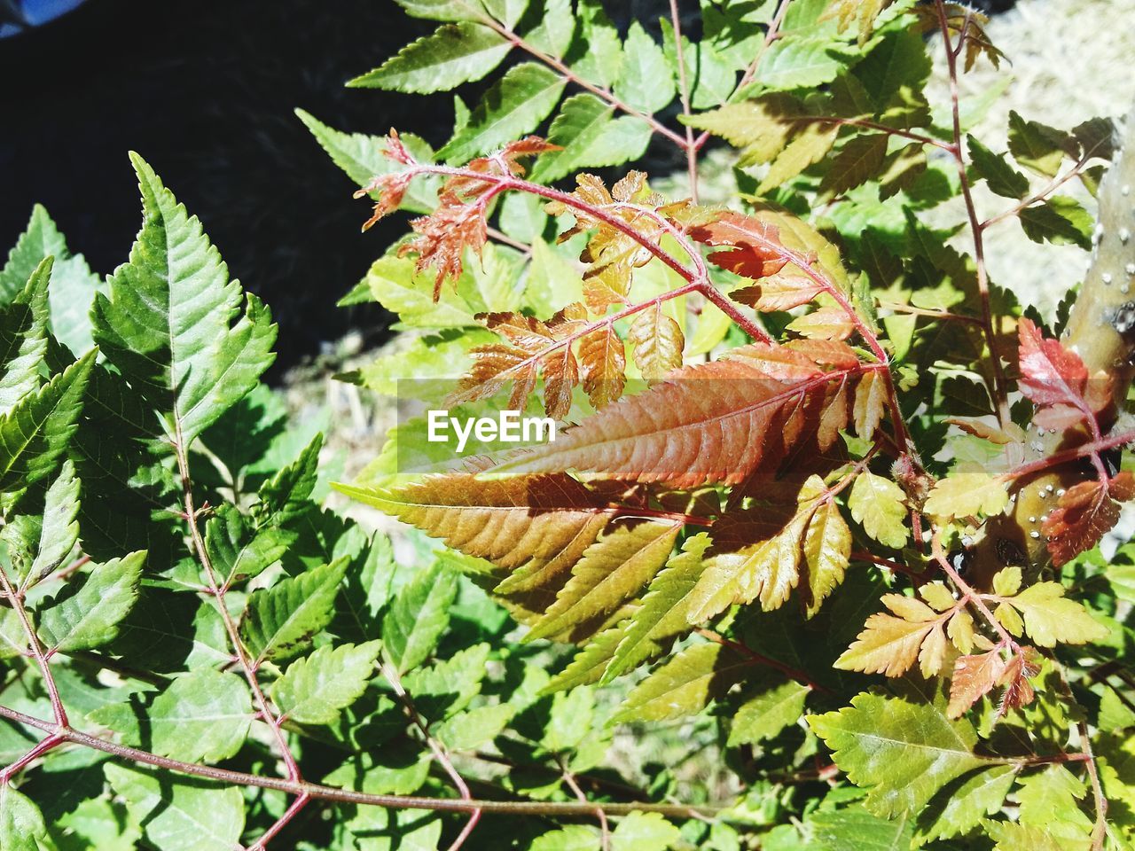 CLOSE-UP OF GREEN PLANT