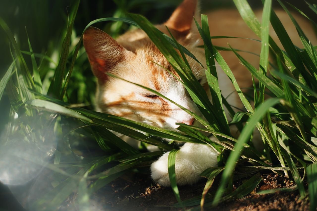 CLOSE-UP OF A CAT SLEEPING IN GRASS