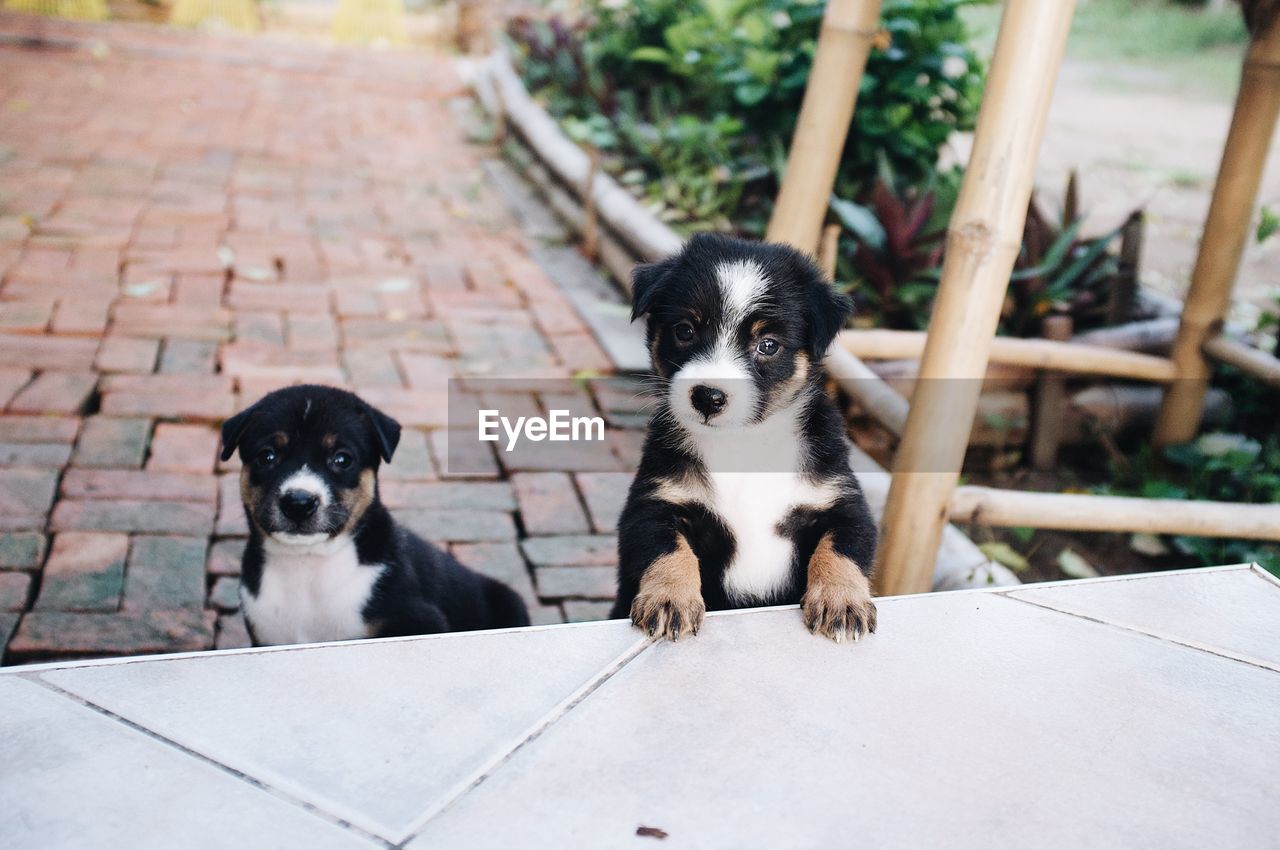 PORTRAIT OF BLACK PUPPY WITH CAT