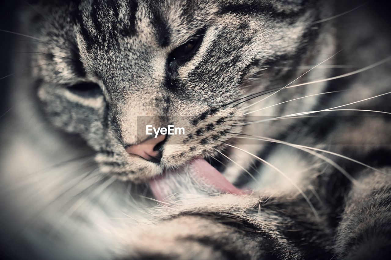 Close-up of a cat with eyes closed