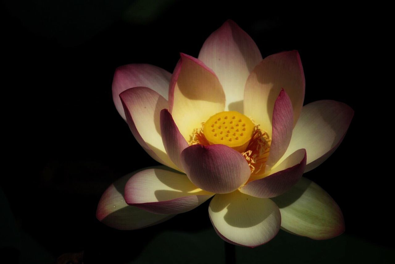 MACRO SHOT OF LOTUS WATER LILY