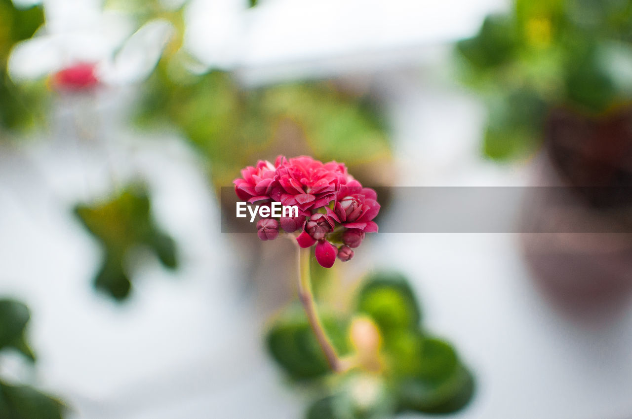 Bright pink autumn floral heads of succulent sedum or hylotelephium spectabile