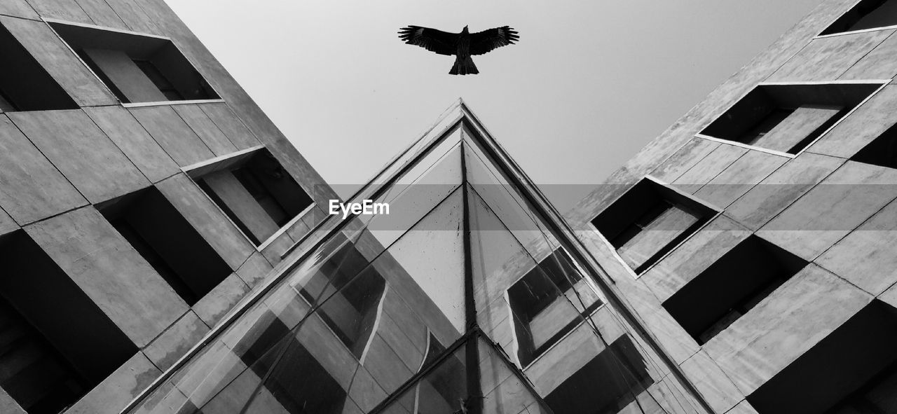 Low angle view of eagle by building against sky