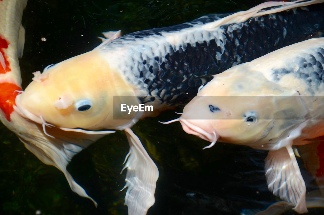 CLOSE-UP OF FISH SWIMMING