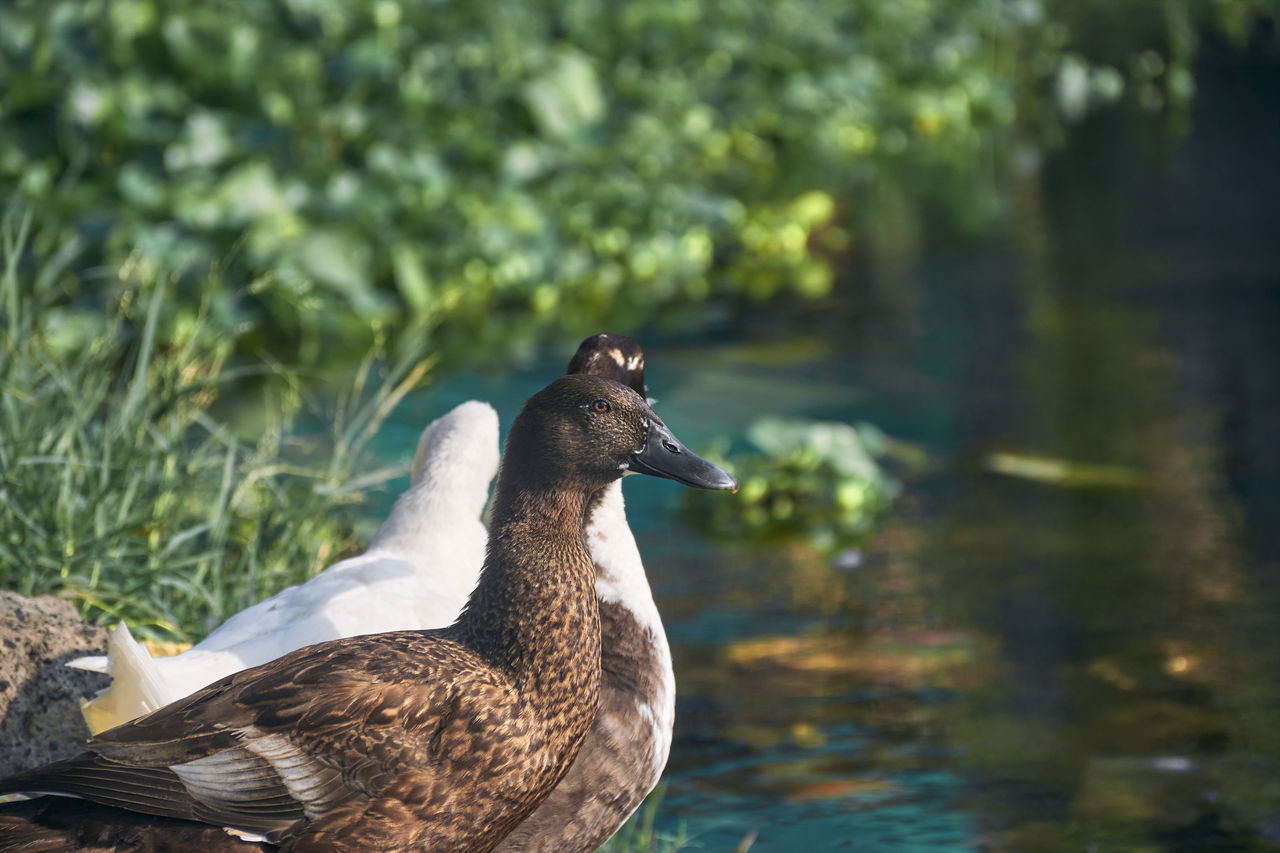 Group of indian runner ducks frolicking in pond, in a suburban area of west bengal, india.