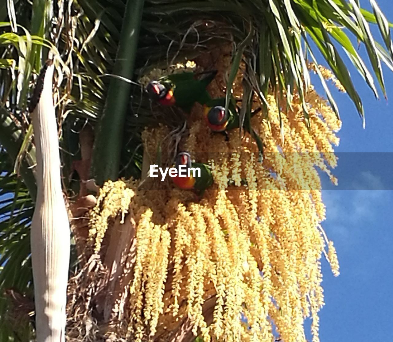 CLOSE-UP OF GRASSHOPPER PERCHING ON TREE